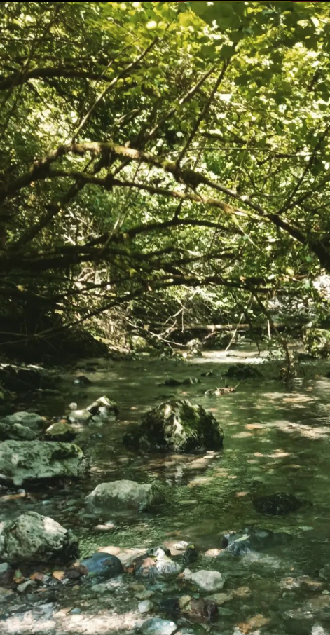 Photo du ruisseau dans la forêt prise lors d'une randonnée.